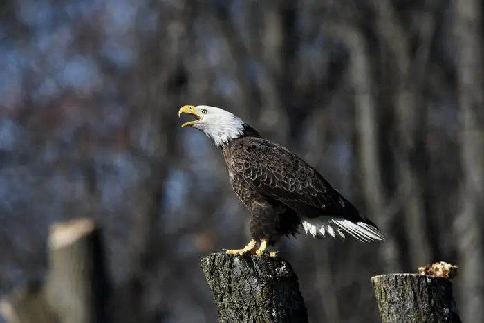 The bald eagle population is rebounding. Last year, there were more young eagles leaving the nest than ever - 335 eaglets.